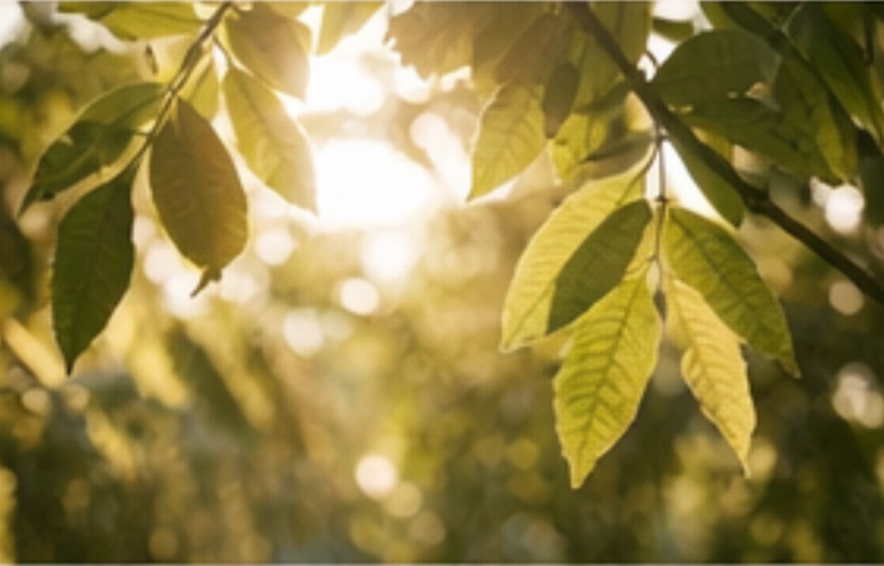 Becoming Her thumbnail - Sunlight through leaves
